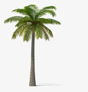 Coconut Tree Transparent - Palm Trees