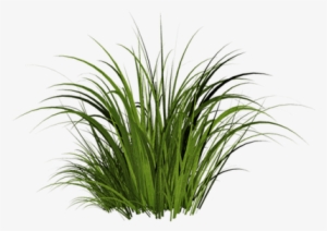 Tall Grass Transparent Background
