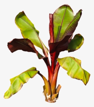 Nature, Plant, Banana, Banana Shrub, Leaves Perennial - Planta De Platano Png