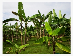 Field Service - Tree Of Banana Dead
