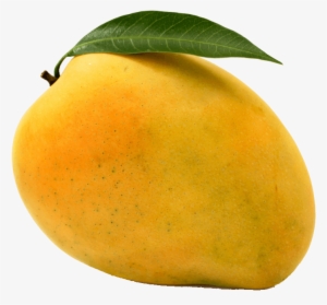 Mango - Mango Banganapalli