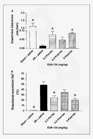 Effect Of Euk-134 On Glomerular And Tubular Dysfunction - Diagram