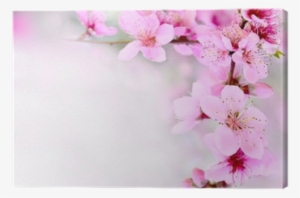 Pink Flowers Blossoming Tree Branch Deep Bokeh Canvas - Flower