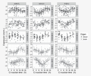 Circadian Expression Of Three Clock Genes Across Five - Monochrome