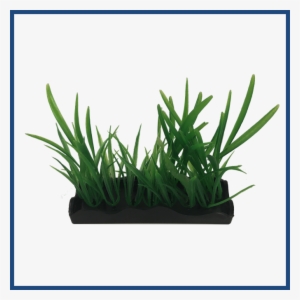 View Larger - Sweet Grass