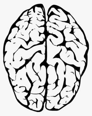 Which Parts Of The Brain Do What - Transparent Background Brain Clipart