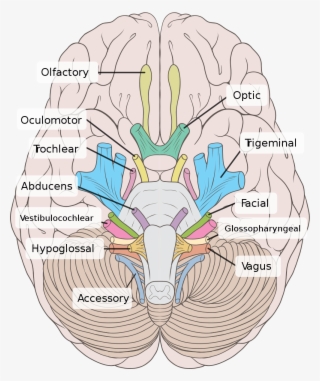 This Is An Top View Of The Brain With The Cranial Nerves - Cranial Nerves