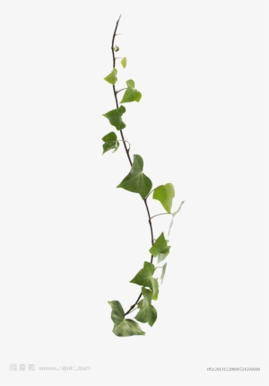 Common Ivy Virginia Creeper Vine Leaf Plant - Creeper Plant Png