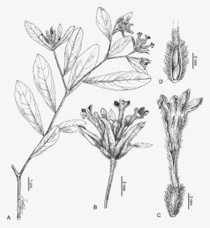 Gnidia Occidentalis Z - Aletris