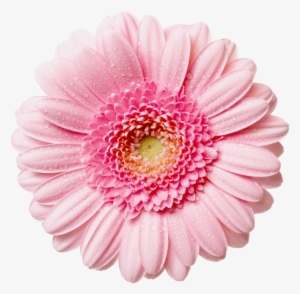 Flowers Png Free High Resolution Graphics And Clip - Flower Png