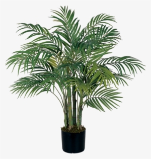 House Plant Png - 3' Areca Silk Palm Tree