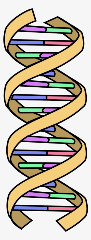 Dna Clipart Wikipedia - Simple Dna