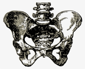 This Free Icons Png Design Of Complete Human Pelvic