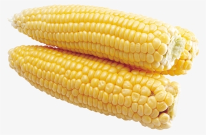 Corn Hd Png