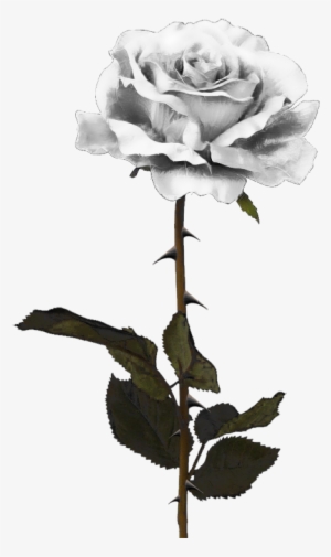 White Rose Png By Pixasso79 Stock-d5c99vm - White Rose Png