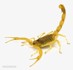 poisonous scorpion png transparent image - deathstalker scorpion