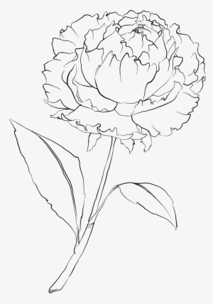 Drawn Peony Flower Png - Peony Flower Drawing Png
