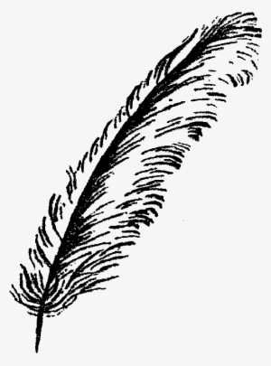 Parrot Feathers Png - Bird Feathers Png Black And White