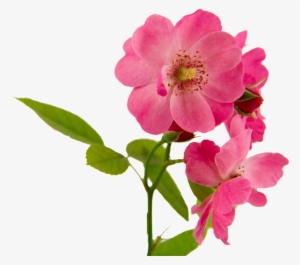 Pink Flowers Beautiful Png Hd Powerpoint Download Png - Rosa Canina
