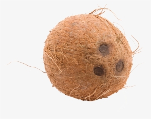 Brown Cocunut Png Image