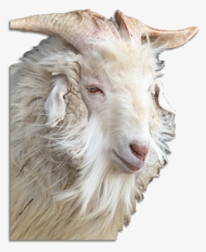 The Ultimate Guide To Cashmere Faq - Cashmere Goat