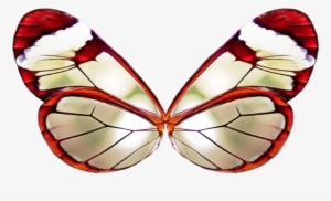 Png Wing 3 By Moonglowlilly - Red Butterfly Wings Png