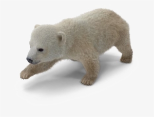 polar bear png download image - polar bear