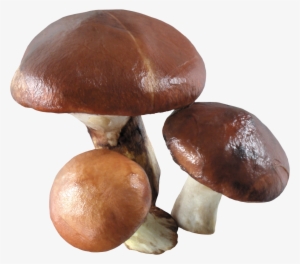 Free Png Mushroom Png Images Transparent - Brown Mushroom Png