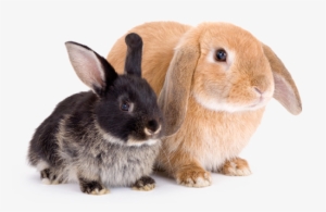 Pick Your Perfect Rabbit - Rabbit Png
