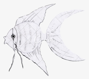 Japanese Goldfish Drawing At Getdrawings - Drawing