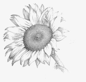 Sunflower - Pencil Sketch Of Sunflower