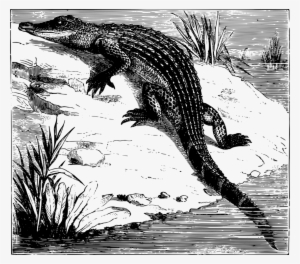 Crocodiles & Alligators Crocodiles & Alligators Reptile - Crocodile