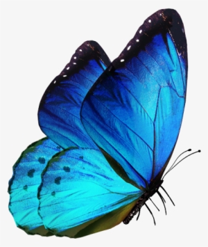 Blue Butterfly Flying Png Download - Picsart Butterfly