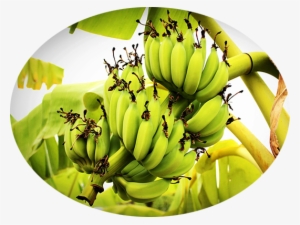 Organic Whey Protein- Banana - Bananaya Tree