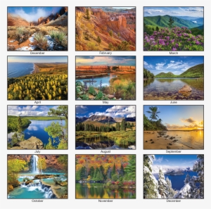 Picture Of Scenic America Wall Calendar - Poster: Haney's Yellow Lupine Above Point Reyes Beach.