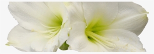 Amaryllis