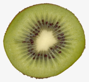 Qubodup-kiwi - Kiwi Slice