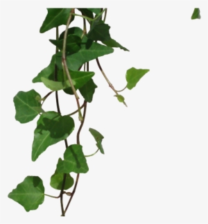 vines clipart transparent background - hanging vines png