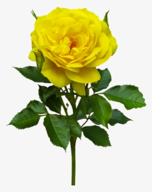 Nature, Flower, Rose, Plant, Flora, Yellow, Blossom - Hybrid Tea Rose