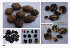 Developed And Undeveloped Seeds In J - White Walnut