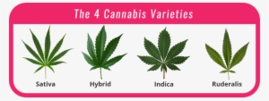 Cannabis - Cannabis Hybrid