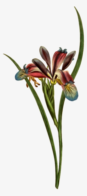 Vector Royalty Free Amaryllis Drawing Old - Vintage Grass Png