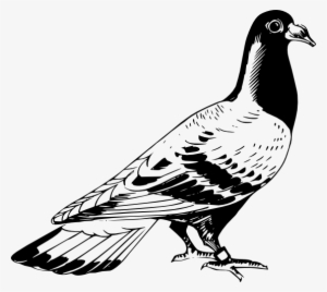 carrier pigeon 2 black white line art coloring book - pigeon black and white drawing