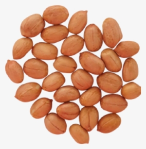 Peanut