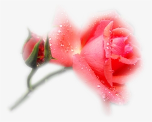 Букет Цветов Анимация - Garden Roses