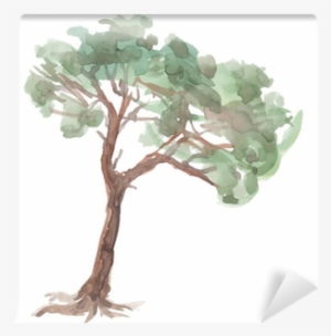 Pine Tree On A White Background - Старая Сосна Рисунок