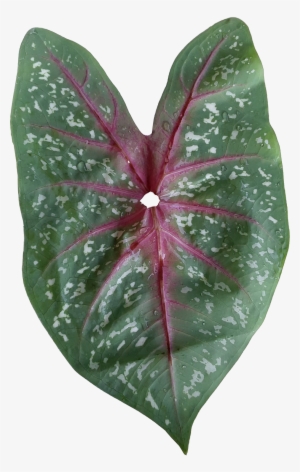 1) Deveined (see Notes) Tender Spotted Taro Leaves - Anthurium