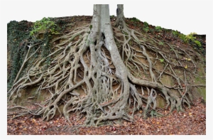 Dead Tree Roots
