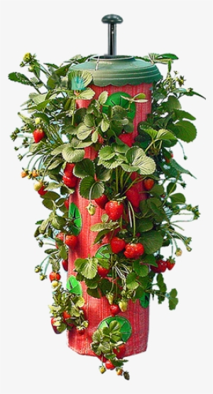 For Instance, A Visit To Home Depot For Soil And Turf - Seen On Tv Topsy Turvy Strawberry Planter