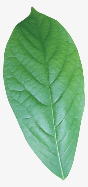 Simple - Single Green Leaves Png